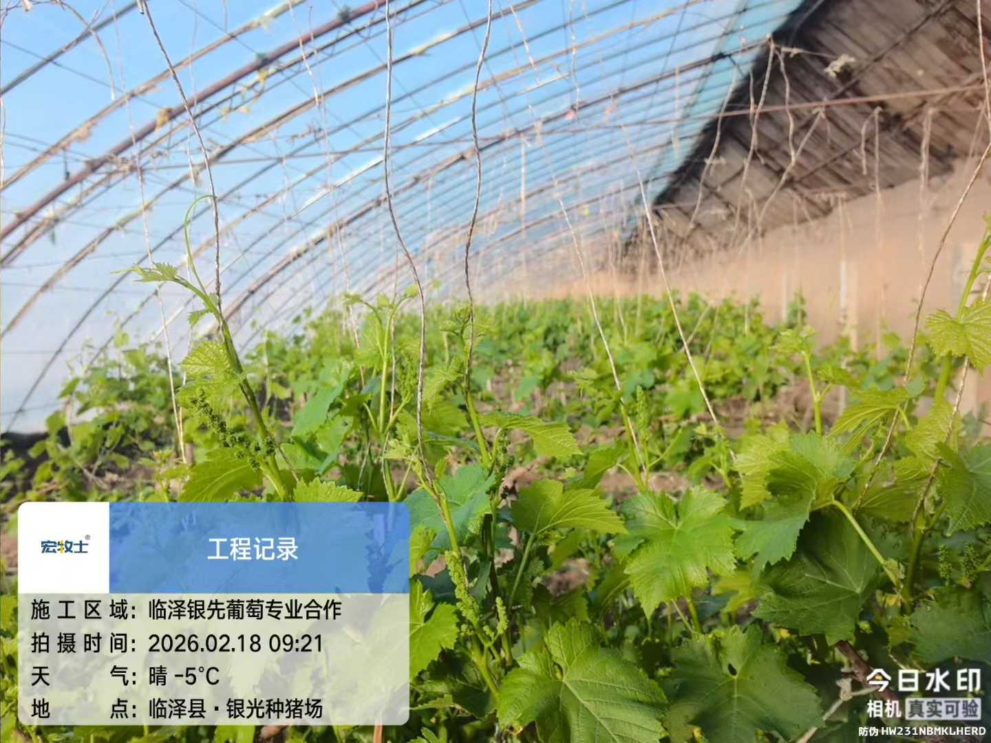 1-银先葡萄.jpg