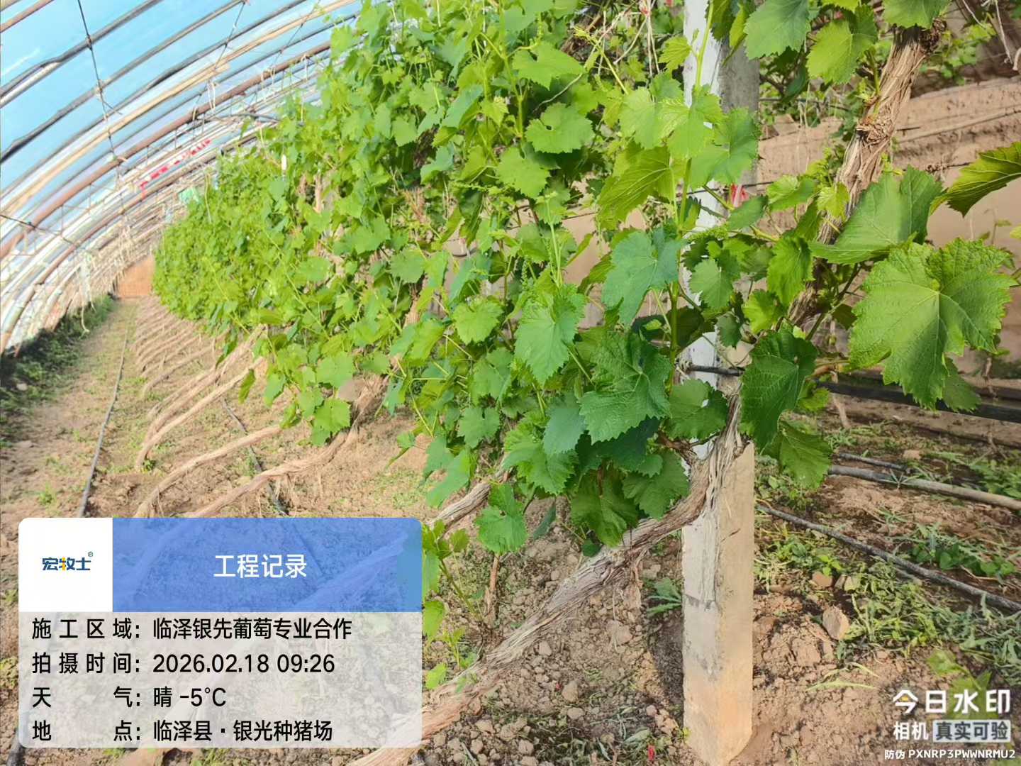 2-银先葡萄.jpg