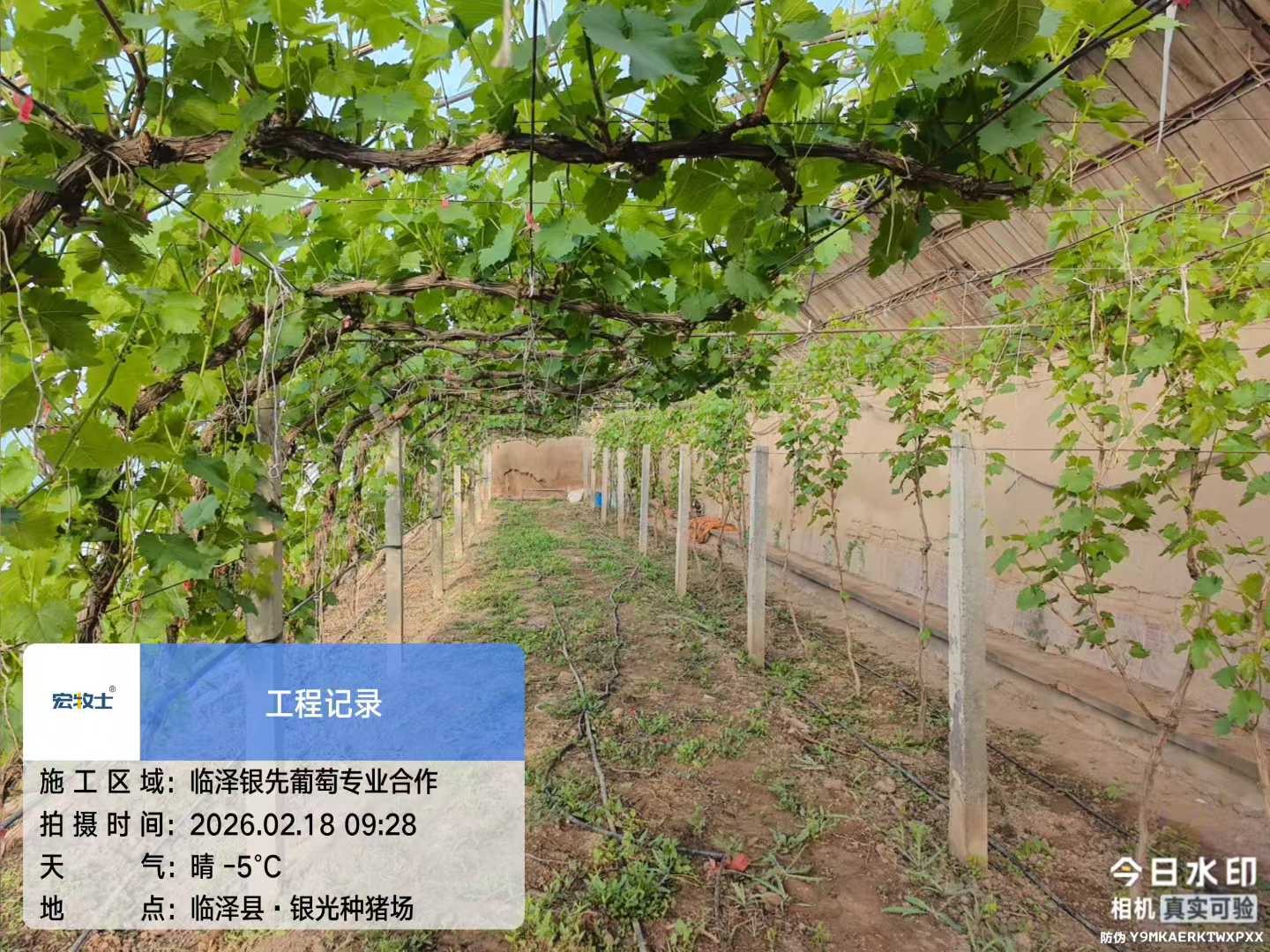 4-银先葡萄.jpg
