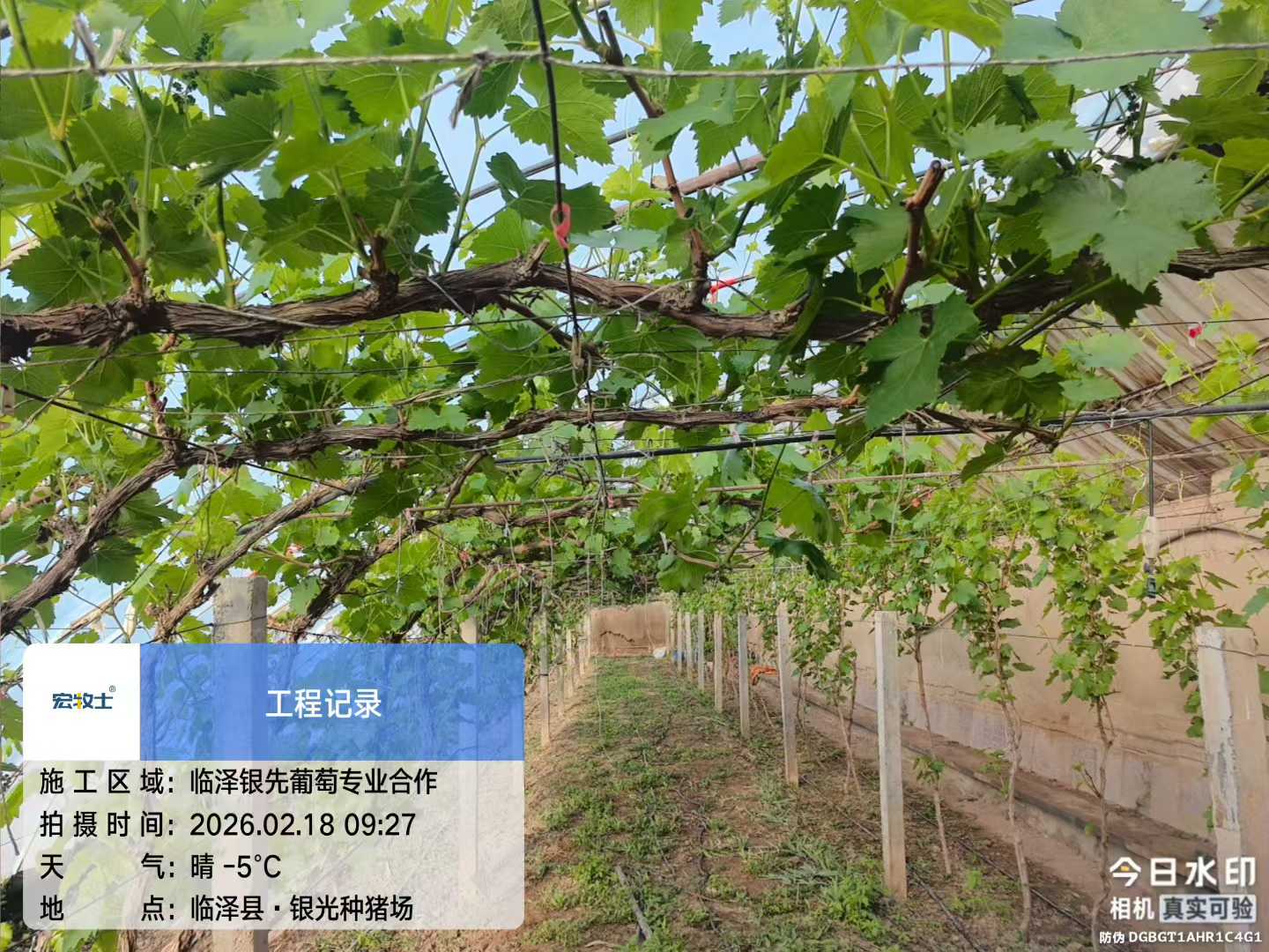 9-银先葡萄.jpg