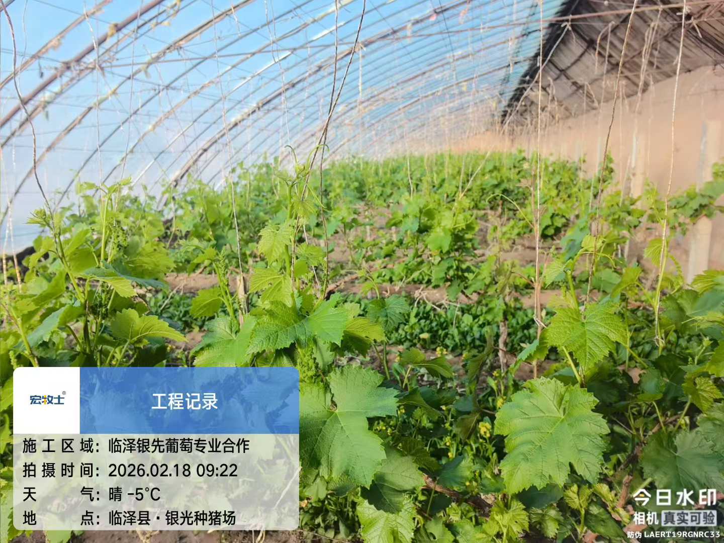 7-银先葡萄.jpg