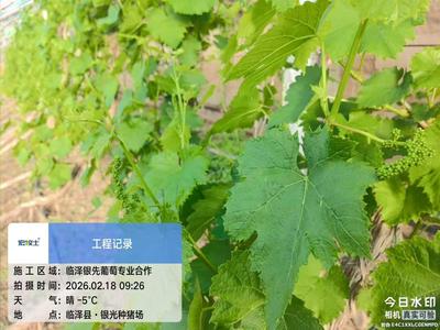 临泽银先葡萄专业合作社：早春大棚葡萄长势喜人 孕育丰收希望