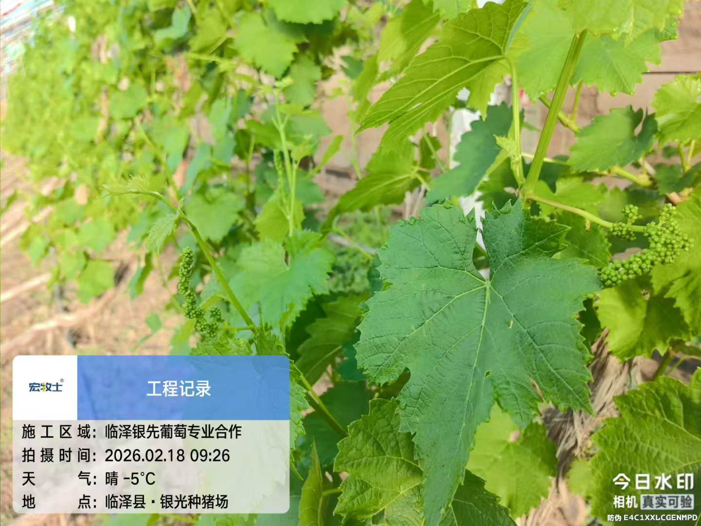 3-银先葡萄.jpg