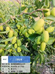 临泽早熟银先大枣快要上市，欢迎观光采摘！