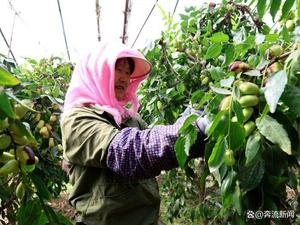临泽“银先脆枣”抢鲜上市 特色林果产业赋能乡村振兴