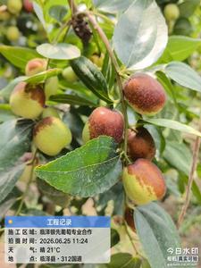 临泽银先温室鲜枣｜戈壁沃土孕育多品优质脆枣，早鲜上市抢先尝