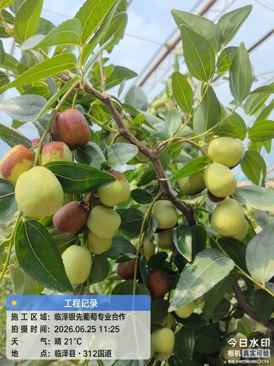 银先大枣子2.jpg