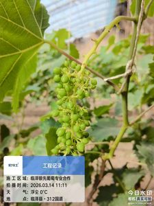 临泽银先葡萄专业合作社：春日葡萄长势喜人，孕育丰收希望