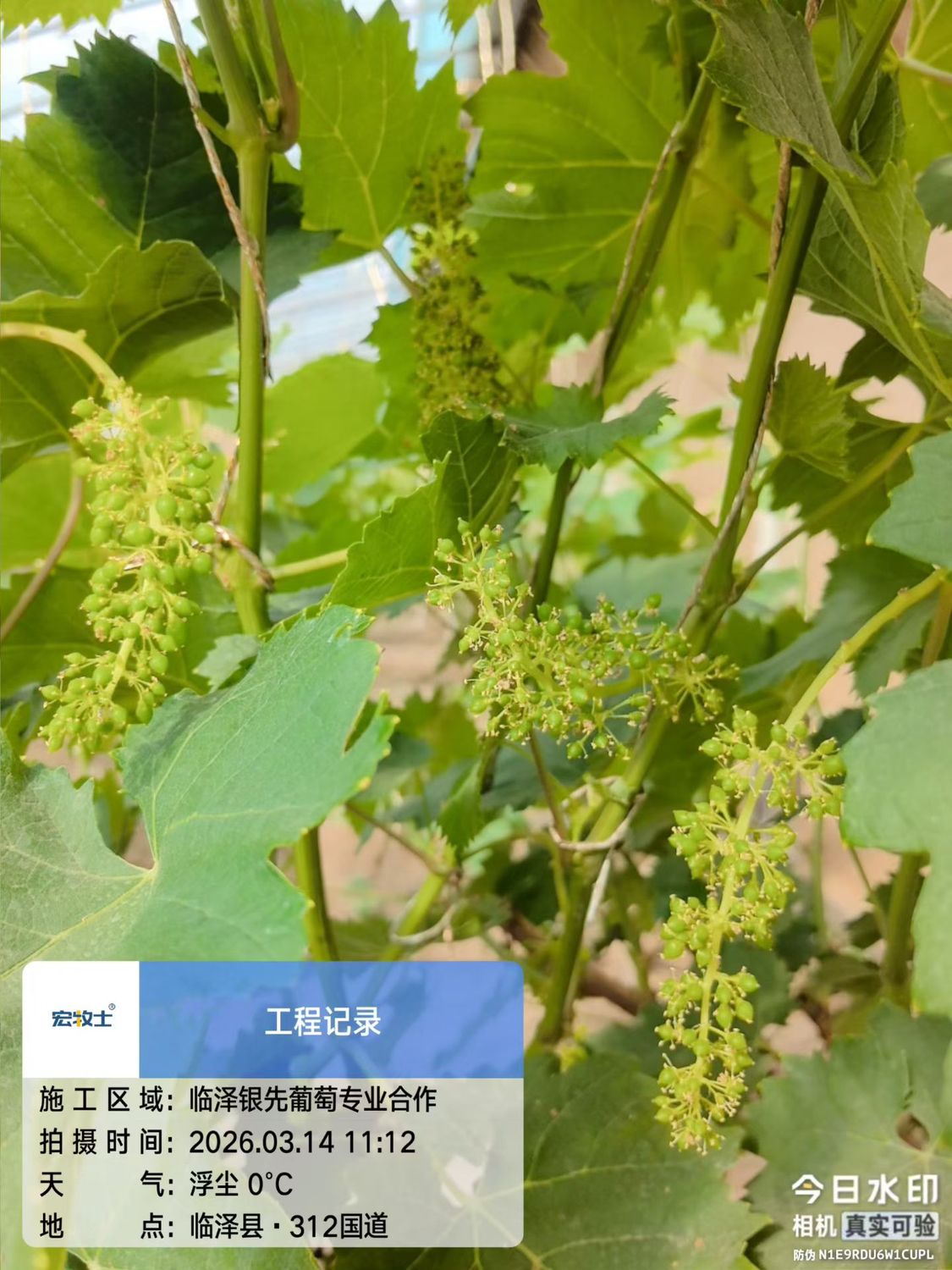 临泽银先葡萄专业合作社：春日葡萄长势喜人，孕育丰收希望2.jpg