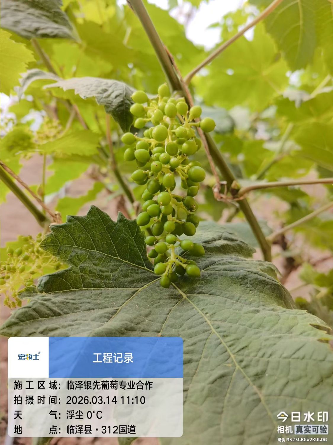 临泽银先葡萄专业合作社：春日葡萄长势喜人，孕育丰收希望1.jpg