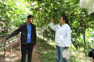 【临泽县人民政府网】临泽：银先葡萄园阳光玫瑰成熟在即