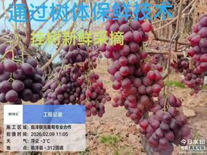 银先葡萄自然天成，皮薄肉厚，香甜可口，挂树新鲜采摘品尝