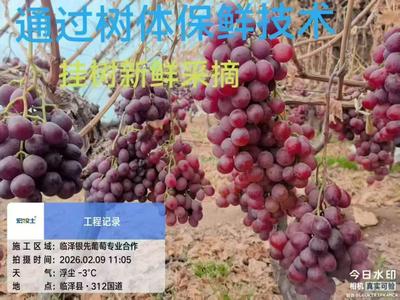 银先葡萄自然天成，皮薄肉厚，香甜可口，挂树新鲜采摘品尝