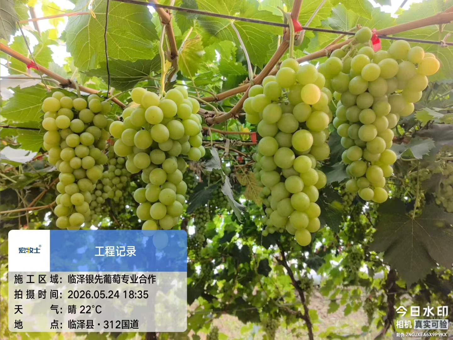 1-银先葡萄.jpg