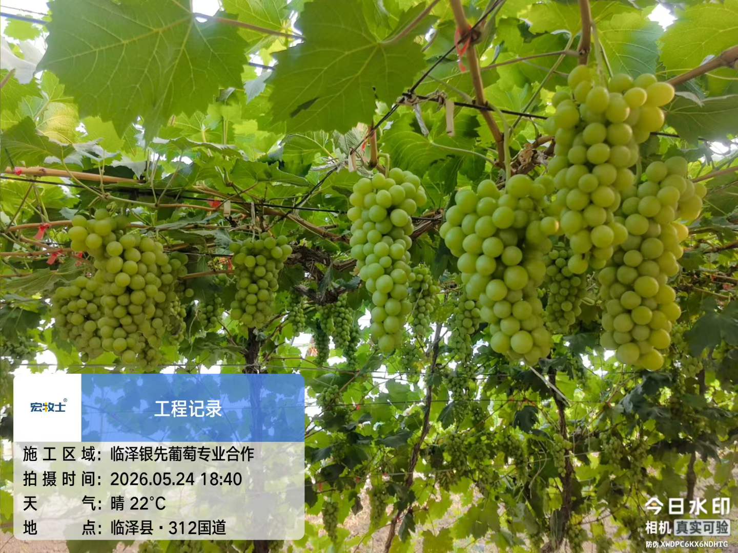 4-银先葡萄.jpg