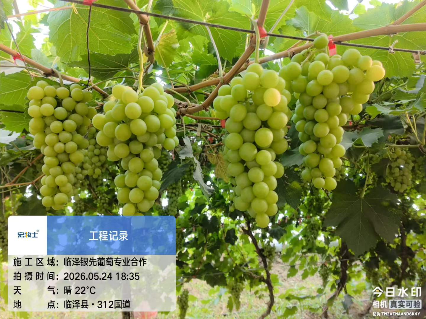 5-银先葡萄.jpg