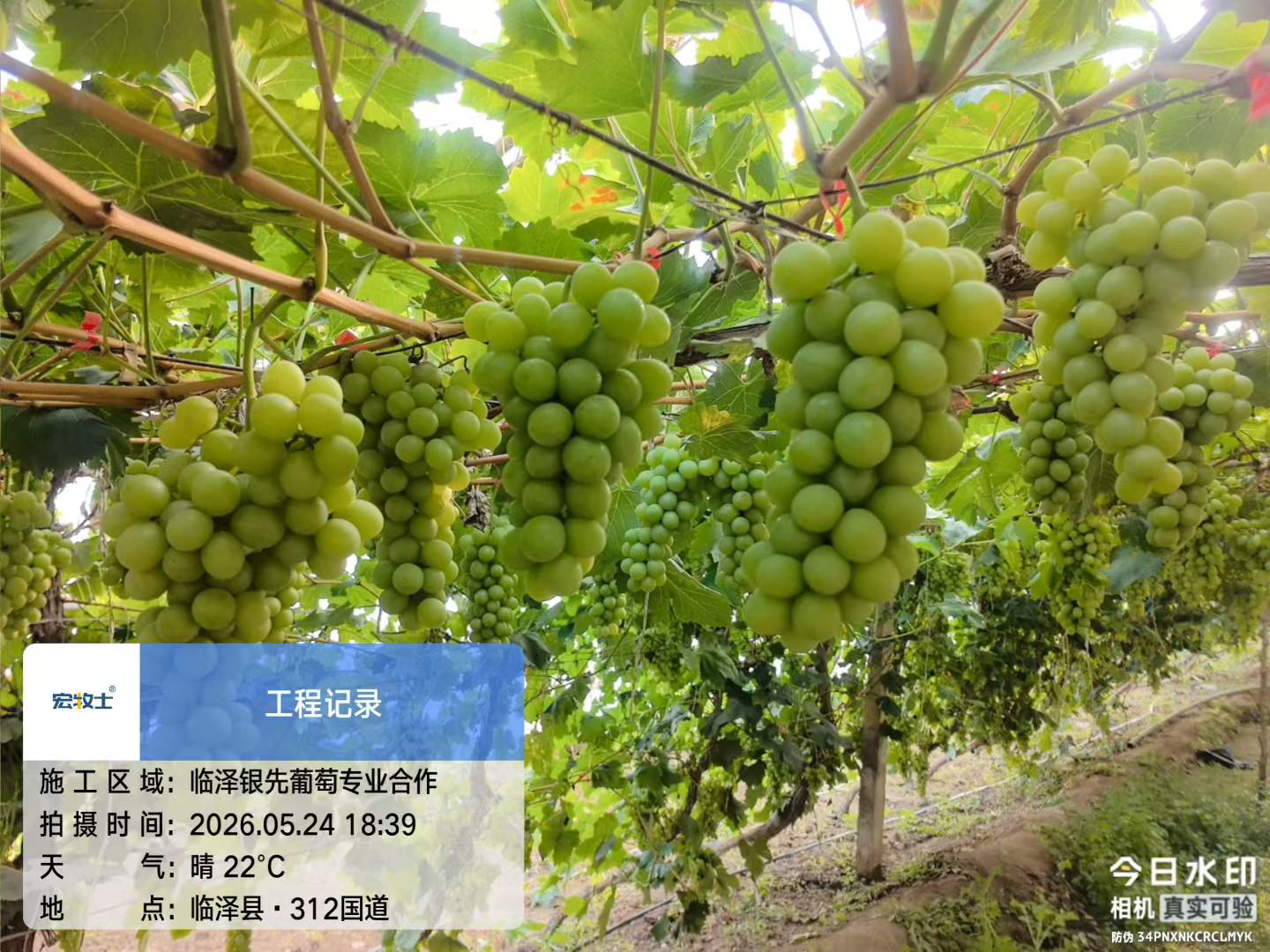 6-银先葡萄.jpg