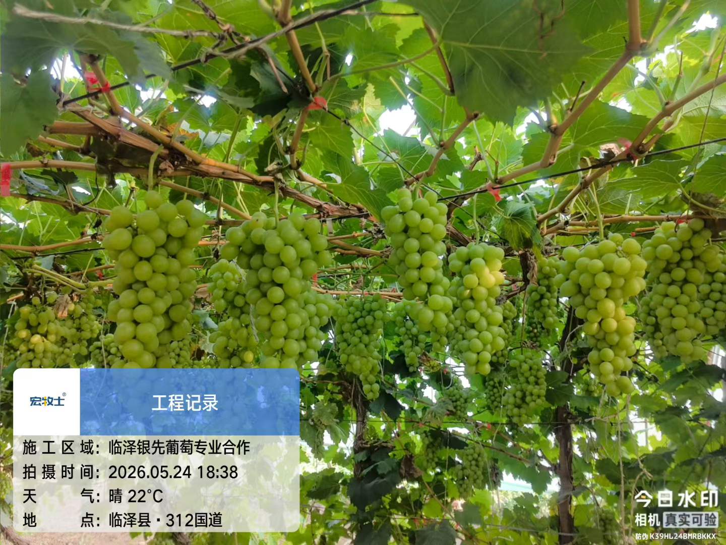 2-银先葡萄.jpg