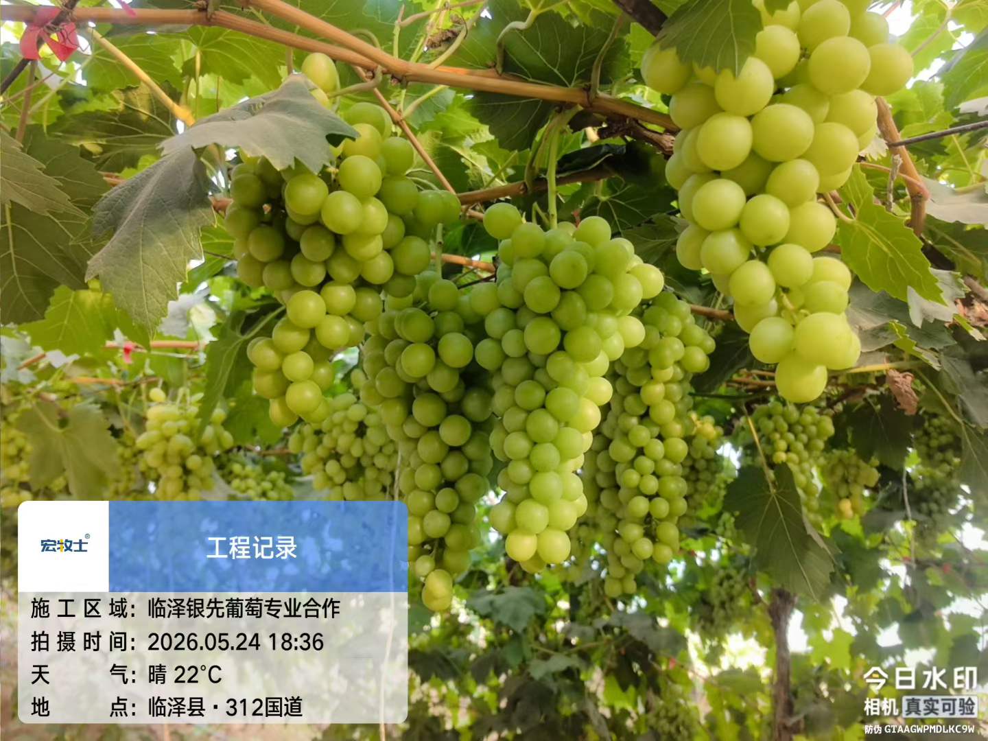 3-银先葡萄.jpg