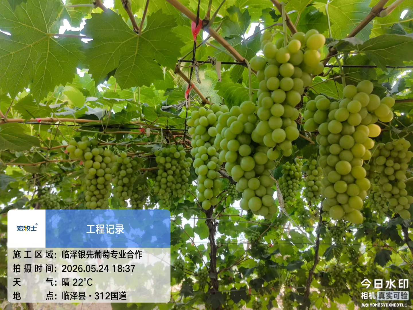 9-银先葡萄.jpg