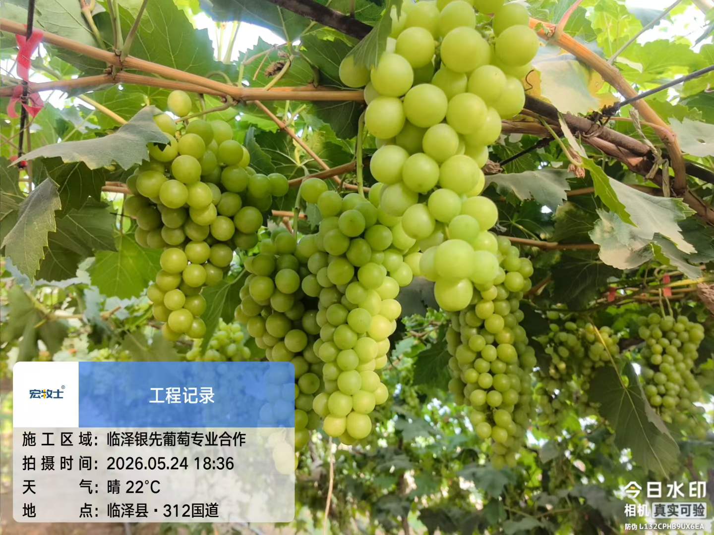 7-银先葡萄.jpg