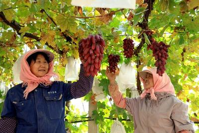 临泽：冬日葡萄藤上挂 特色种植拓宽农户增收路